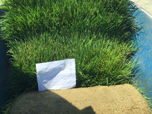 Load image into Gallery viewer, West Coaster Mow Free or No Mow Sod - Native Lawn Delivery