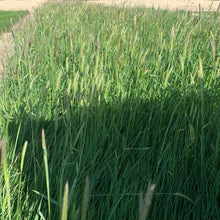 Load image into Gallery viewer, native plants