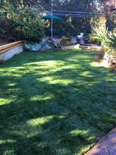 Load image into Gallery viewer, blueridge bluerye no plastic sod