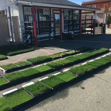 Load image into Gallery viewer, West Coaster Rye Grass Sod - Native Lawn Delivery