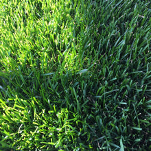 Load image into Gallery viewer, Kentucky Bluegrass Seed - Native Lawn Delivery
