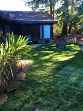 Load image into Gallery viewer, blueridge blue rye sod