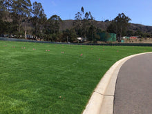 Load image into Gallery viewer, bluerye sod blueridge