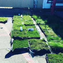 Load image into Gallery viewer, bluerye sod green no plastic