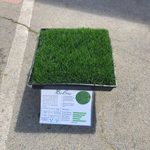 Load image into Gallery viewer, bolero dwarf fescue sod and seed