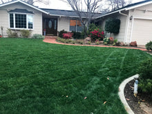 Load image into Gallery viewer, bolero plus grass seed