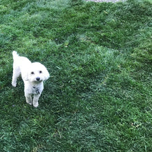 Load image into Gallery viewer, bolero plus sod dog friendly