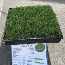 Load image into Gallery viewer, bolero-seed