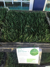 Load image into Gallery viewer, bolero sod delivery