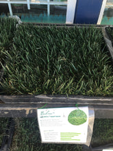 Load image into Gallery viewer, Bolero sod delivery