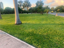 Load image into Gallery viewer, buffalo sod