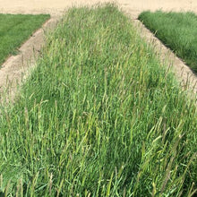 Load image into Gallery viewer, native grass seed