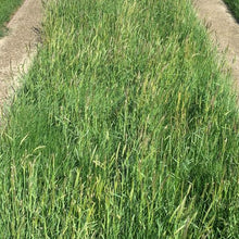 Load image into Gallery viewer, native lawn