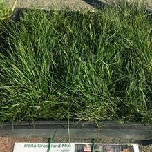 Load image into Gallery viewer, Native Grassland Mix Grass Seed - Native Lawn Delivery