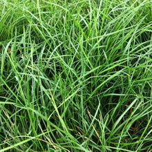 Load image into Gallery viewer, Native Grassland Mix Grass Seed - Native Lawn Delivery
