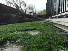 Load image into Gallery viewer, delta tall 9010 fescue mix sod