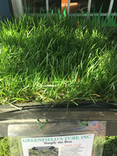 Load image into Gallery viewer, dwarf tall fescue