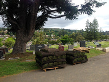 Load image into Gallery viewer, Elite Plus sod and seed