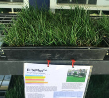Load image into Gallery viewer, Elite plus turfgrass