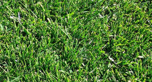 Load image into Gallery viewer, endurance dwarf fescue sod