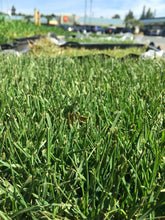 Load image into Gallery viewer, Enduro dwarf tall fescue sod