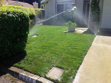 Load image into Gallery viewer, delta fescue mix sod