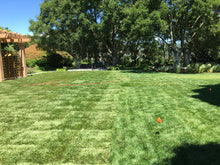 Load image into Gallery viewer, fescue sod next to and over pool for wedding