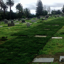 Load image into Gallery viewer, Fescue sod Oakland ca