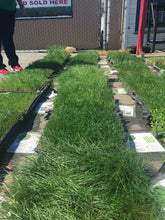 Load image into Gallery viewer, California sod tall fescue