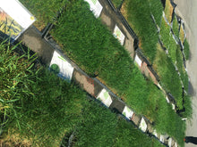 Load image into Gallery viewer, California fescue sod