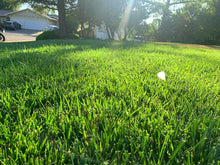 Load image into Gallery viewer, fescue sod pricing