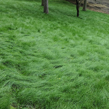 Load image into Gallery viewer, Mow free fine fescue grass