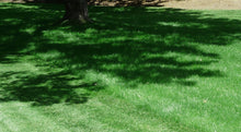 Load image into Gallery viewer, mow free fine fescue grass lawn