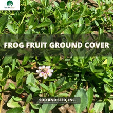 Load image into Gallery viewer, frog fruit ground cover