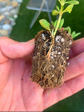 Load image into Gallery viewer, Turkey Tangle Ground Cover - Native Lawn Delivery