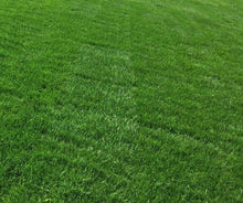 Load image into Gallery viewer, bluegrass sod with no plastic