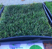 Load image into Gallery viewer, tall fescue lawn