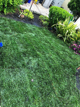 Load image into Gallery viewer, hybrid tall fescue sod grass