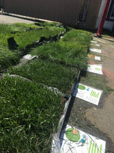 Load image into Gallery viewer, fescue turf