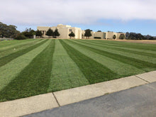 Load image into Gallery viewer, enduro dwarf tall fescue