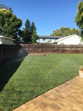 Load image into Gallery viewer, bluegrass seed for sale