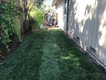 Load image into Gallery viewer, best grass seed for shade and poor soil