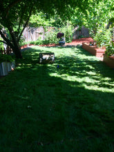 Load image into Gallery viewer, best grass for full sun