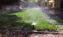 Load image into Gallery viewer, Shade Blend Grass - Native Lawn Delivery