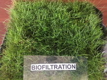 Load image into Gallery viewer, Native alternative Biofiltration Sod - Bay Area Sod and Seed