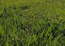 Load image into Gallery viewer, St Augustine seed