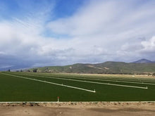 Load image into Gallery viewer, fescue grass