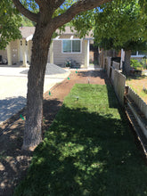 Load image into Gallery viewer, grass seed for full sun