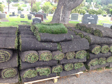 Load image into Gallery viewer, bluegrass seed mix