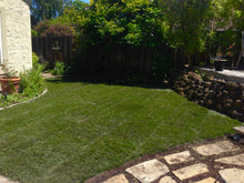 Load image into Gallery viewer, best grass to grow in shade